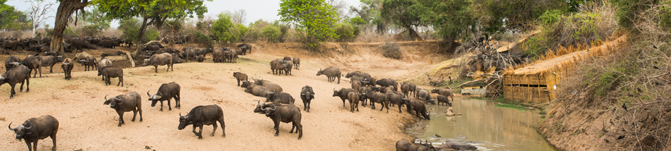 Shenton Safaris - Mwamba Bush Camp