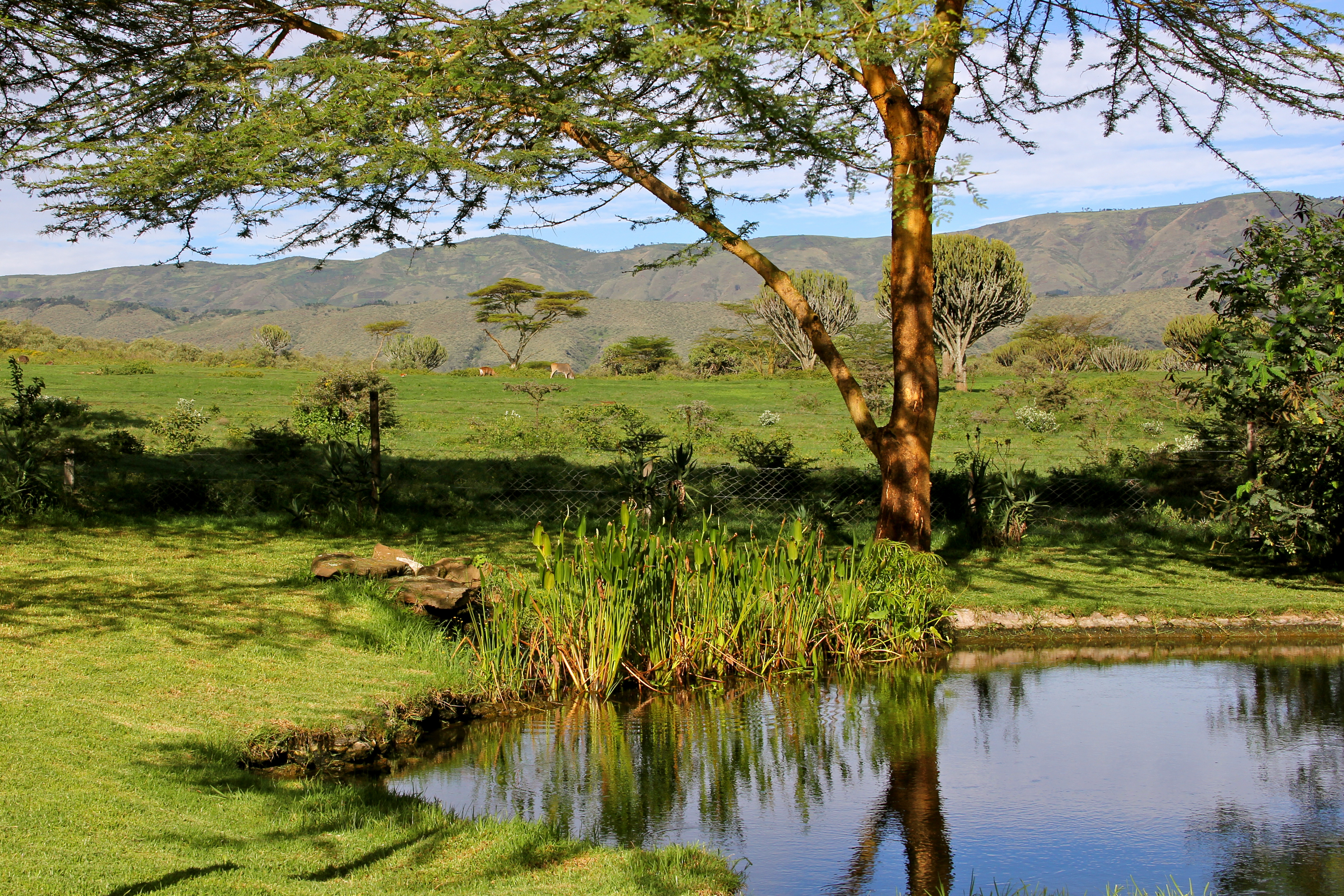 Ultimate Tranquility