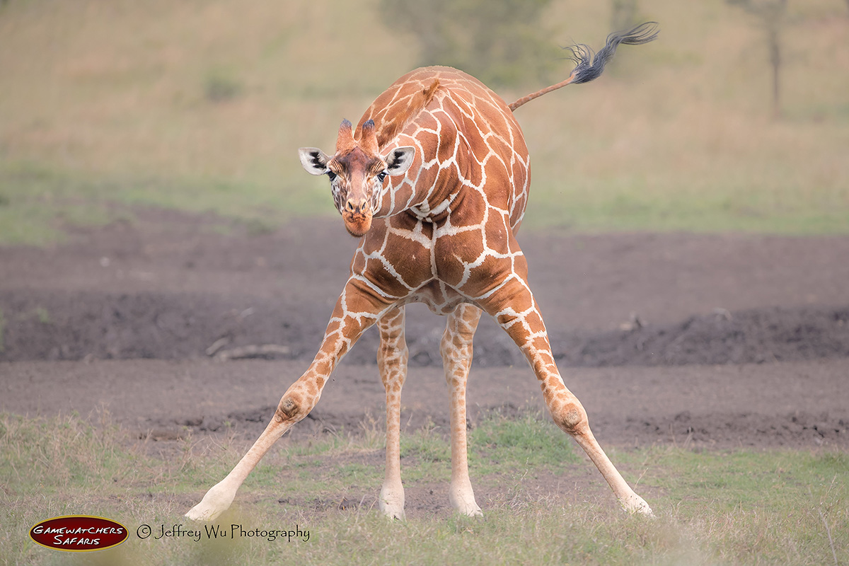 Giraffee in Ol Pejeta