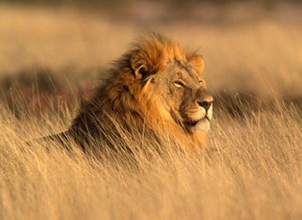 African Wildlife