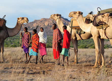 Karisia Walking Safaris Camels