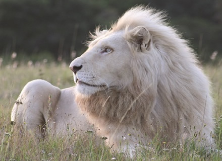 Majestic White Lions